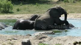 Playful elephants enjoy dunking one another's head underwater to cool off in South Africa