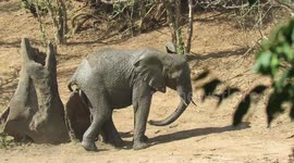 Baby elephant stretches in awkward positions to scratch those hard-to-reach itches