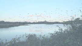 Starling murmuration and sunset at English Nature reserve