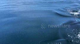 Orcas playing with boat (video 2)