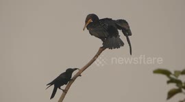 Naughty crow caught teasing and irritating with cormorant