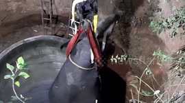 Elephant rescued from 60-foot-deep well after 15-hour operation in southern India