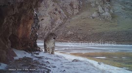 Watch this rare, impressive footage of a snow leopard calling out in the wild