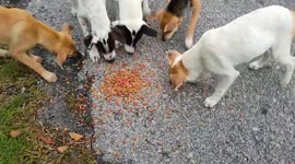 Kind-hearted animal lover regularly feeds stray dogs in Malaysia
