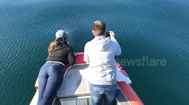 Pod of killer whales put on show for tourist boat off coast of California
