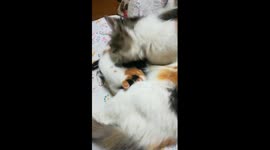 Egyptian Sofi Kitten With Mummy Breastfeeding Live For Lunch