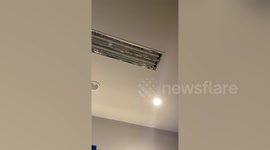 Wild snake slithers into office through LIGHT as terrified staff flee