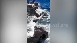 This is the moment a fisherman was delighted when he tried to catch a tiny fish for tea - but ended up netting a massive FOUR STONE grouper