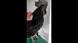 This full-bodied Vietnamese black chicken cost more than 1,000 USD