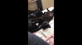 My 2 cat