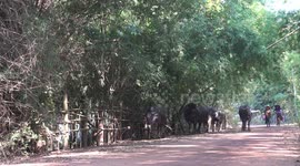 Thai farmers walking on a country road with their water buffaloes.