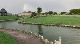 Majestic swan cygnets Swimming under a double rainbow on the Venetian Waterways in Great Yarmouth