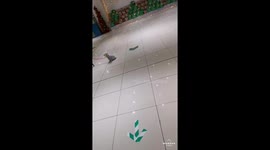 Cute puppies having fun at the mall so cute