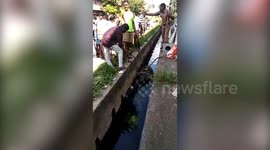 Indian firefighters haul drowning cow from canal