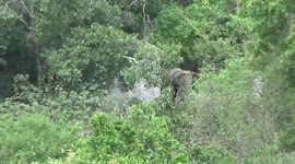 Elephant spotted descending mountain amid woods in Sri Lanka