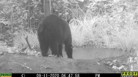 Bear mom and cub faces