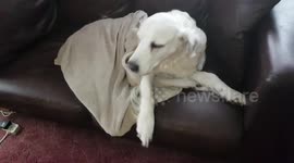 dog struggles in a hilarious attempt to get out of bed