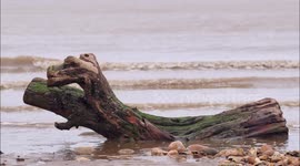 'Log Ness' monster spotted near Sheerness in Kent, UK