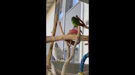Adorable parrot keeps photobombing bird sibling