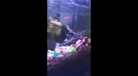 Quick fish chasing their food