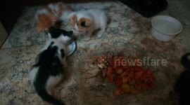 Egyptian 4 Kitties Drink Fresh Milk