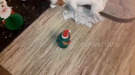 Butch the Jack Russell  verses singing and dancing Christmas tree