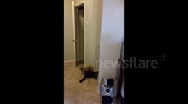 Kitten gets itself stuck in paper bag