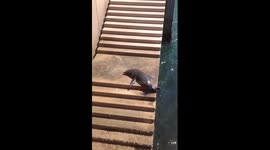 Seal on the steps of the Sydney Opera House