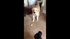 A Golden Retriever Puppy and his Lemon