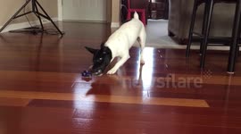 Dog fends off robot ant