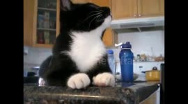 Kitten discovers a fly