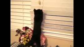 Kitten trying to climb the window blinds