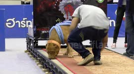 Pit bulls pulling weights in Thailand