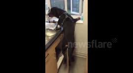 Cupboard surfing rottweiler breaks door off its hinges