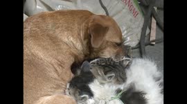Dog adopts abandoned kittens in China