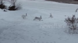 Jack Rabbits run their way through winter