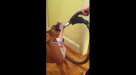 Dog fights vacuum cleaner