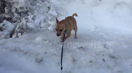 Chihuahua fail on ice