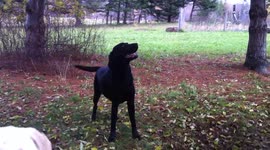 Dog climbs apple tree!