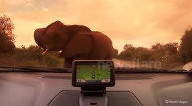 Driver encounters wild Elephant