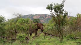 Wild Dogs try to attack elephant in Kruger National Park