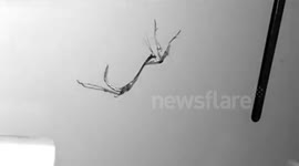 Praying Mantis jump in 1000 frames per second