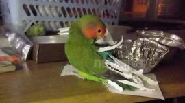 Cute and clever parrot makes own costume
