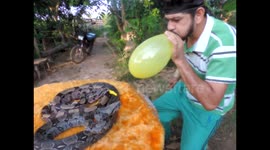 DUAS COBRAS ENCANTADAS ESTOURA BECHIGAS DA BOCA DO HOMEM.
