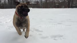Bullmastiff puppy enjoying the snow, in slo-mo