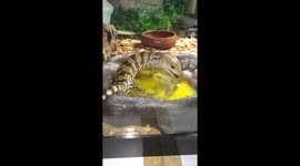 Blue Tongue Skink tries raw egg for first time
