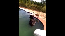 RESGATE DA VAQUINHA NA PISCINA ???... boizinho