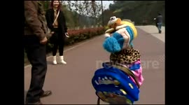 Dressed up poodle walks on hind legs