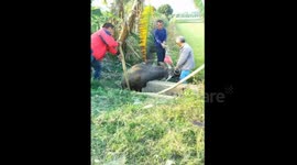 Buffalo rescued from ditch in China