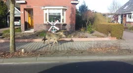 Wolf on the loose in Dutch city